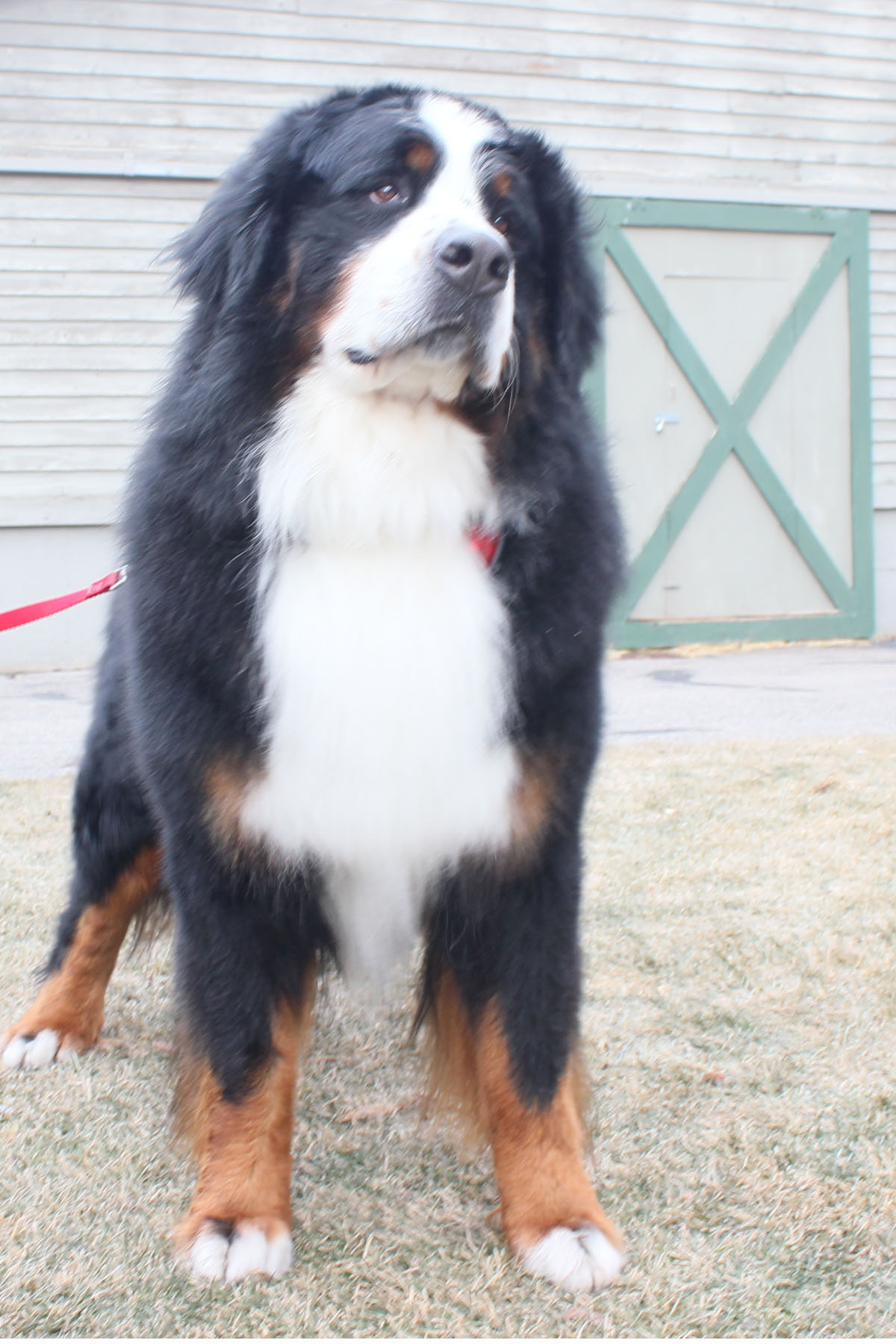 Powder Keg Farm Bernese Photos